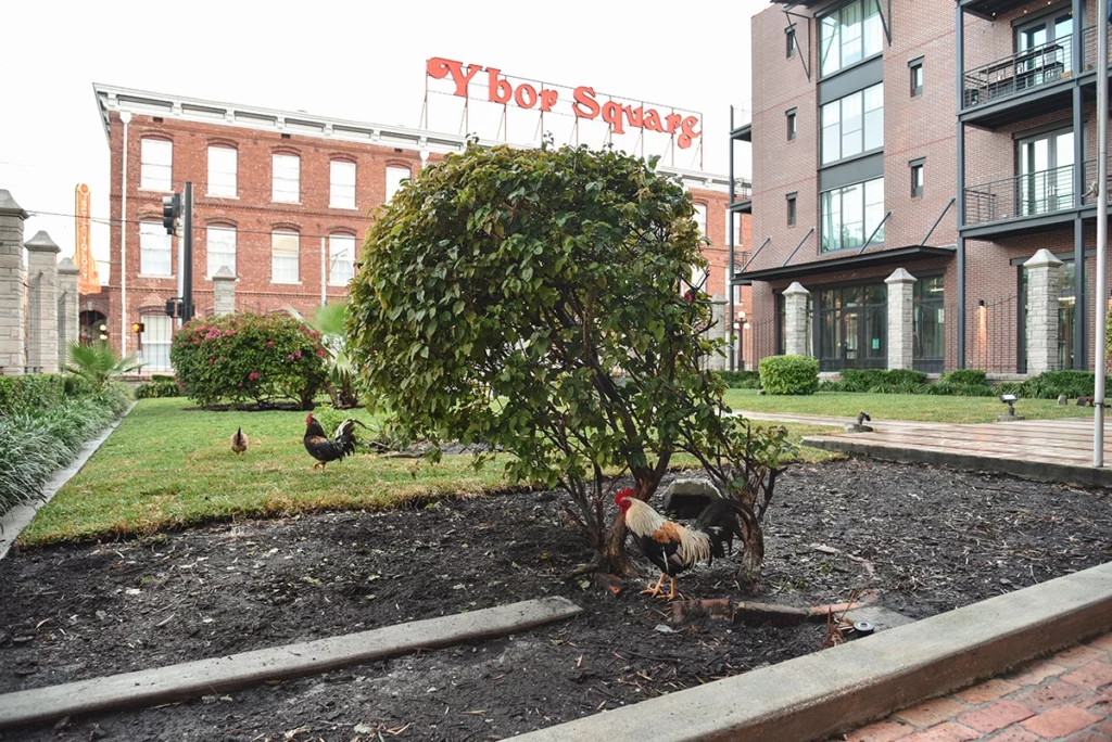 Florida's Feral Flocks: The Chickens of Ybor City and Key West 2 Flamingo ChickensYborPark 2025