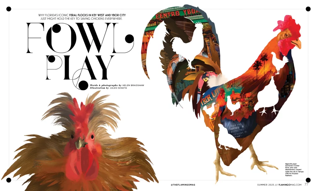 Florida's Feral Flocks: The Chickens of Ybor City and Key West 1 Flamingo Chickens 2025