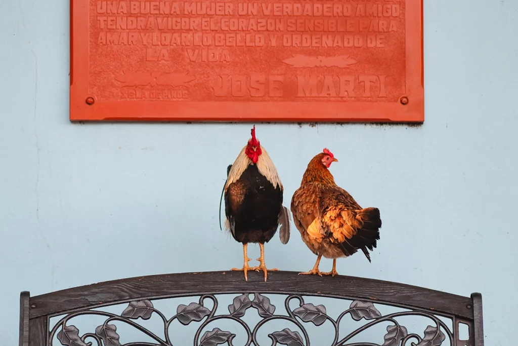 Florida's Feral Flocks: The Chickens of Ybor City and Key West 9 Flamingo ChickensonaBench 2025