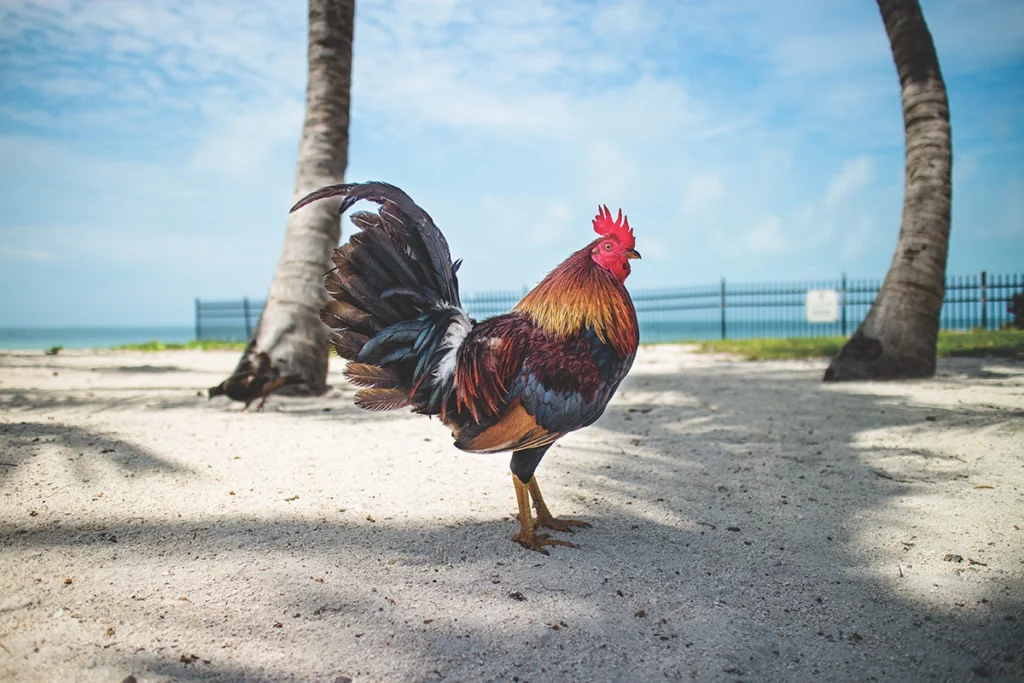 Florida's Feral Flocks: The Chickens of Ybor City and Key West 4 Flamingo KeyWestChicken 2025