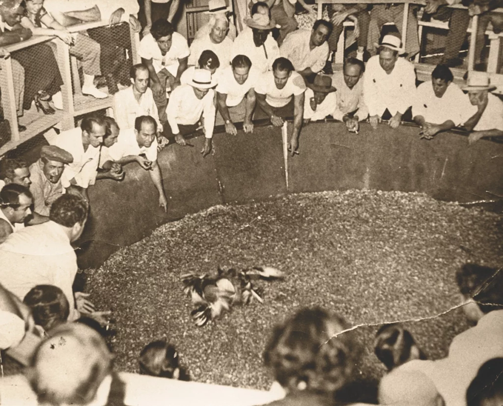 Florida's Feral Flocks: The Chickens of Ybor City and Key West 5 Flamingo VintageCockfight 2025