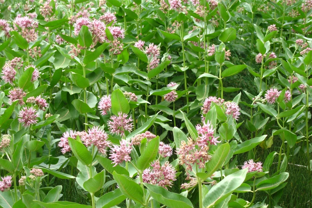 The Butterfly Effect: How At-Home Monarch Surgery Impacted an Entire Species 4 Milkweeds pose a question to many about whether or not to interfere with Florida wildlife.