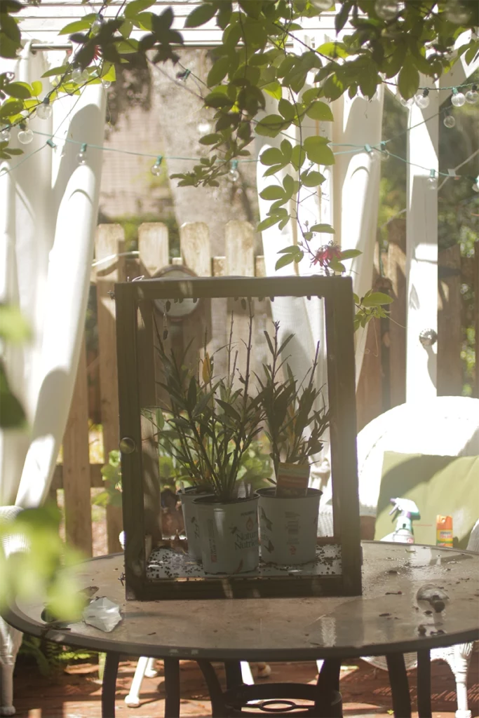The Butterfly Effect: How At-Home Monarch Surgery Impacted an Entire Species 6 non-native milkweed can cause harm to monarch population because of a parasite known as OE