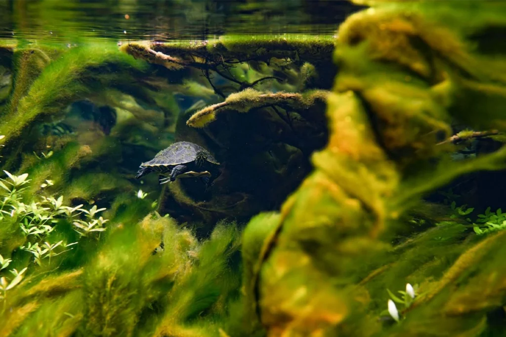 The Turtle Chasers: Volunteers Saving Freshwater Turtles and the Florida Springs 3 Florida freshwater turtles
