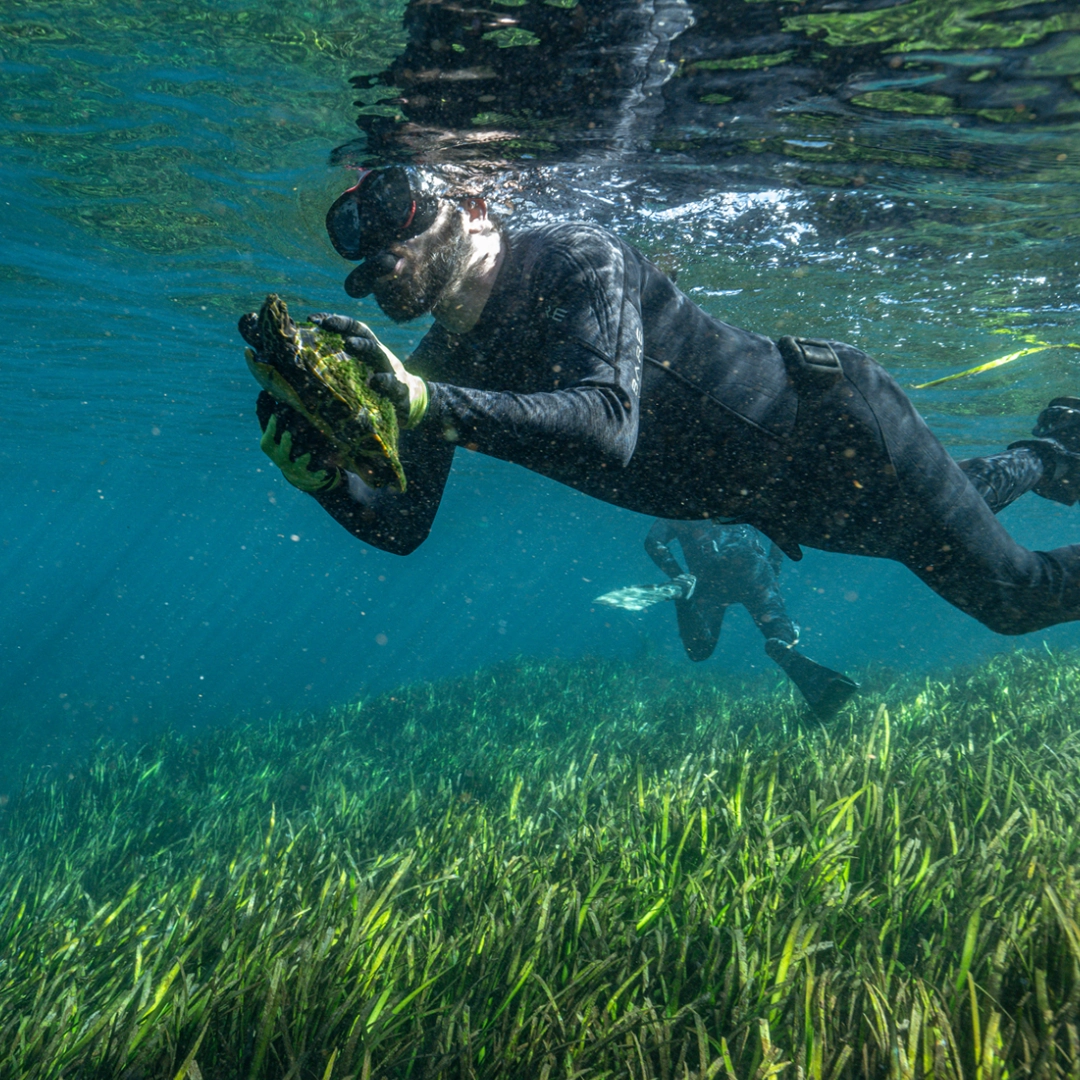 Florida Freshwater Silver Springs State Park Turtle Rescue