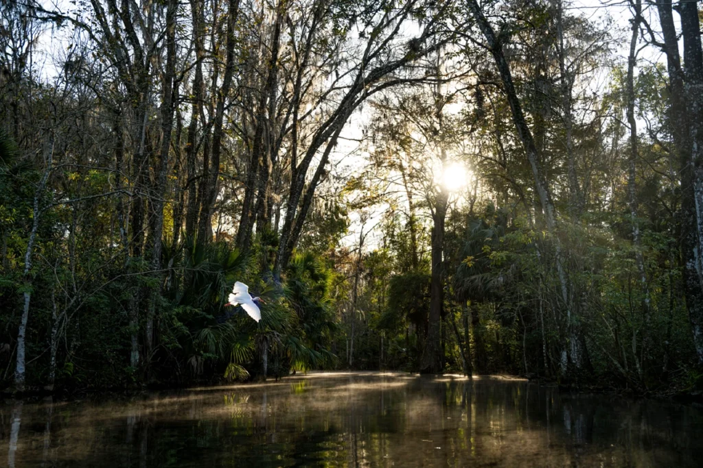 The Turtle Chasers: Volunteers Saving Freshwater Turtles and the Florida Springs 1 Silver Springs State Park in Florida near Ocala