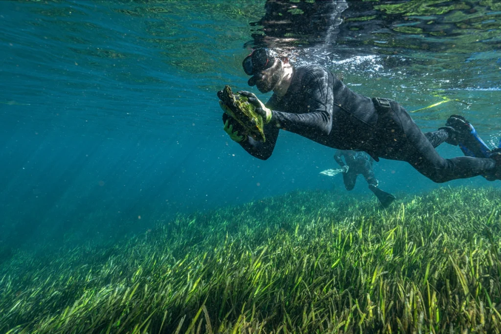 The Turtle Chasers: Volunteers Saving Freshwater Turtles and the Florida Springs 2 Florida Springs Institute (FSI) helping freshwater turtles at Silver Springs State Park