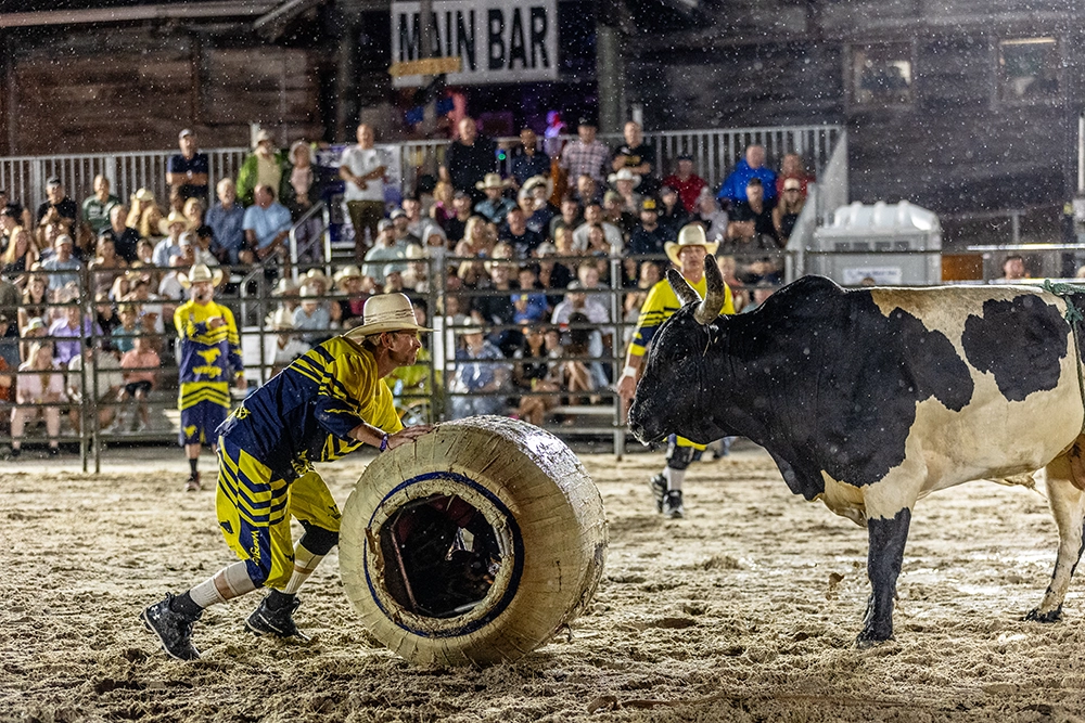 Bulls on the Beach