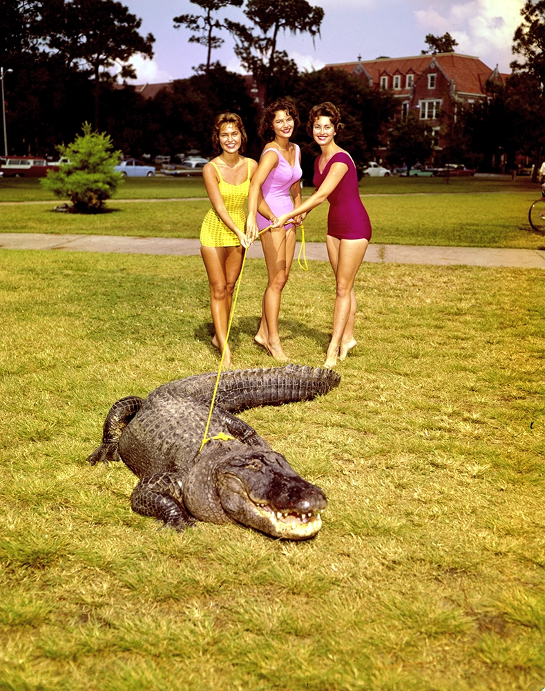 More Than Mascots: How 3 College Icons Became Football Legends 5 Alligator on University of Florida's campus