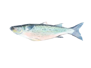 Why Mullet is Making Its Way Back on the Menu 2 Illustrated mullet
