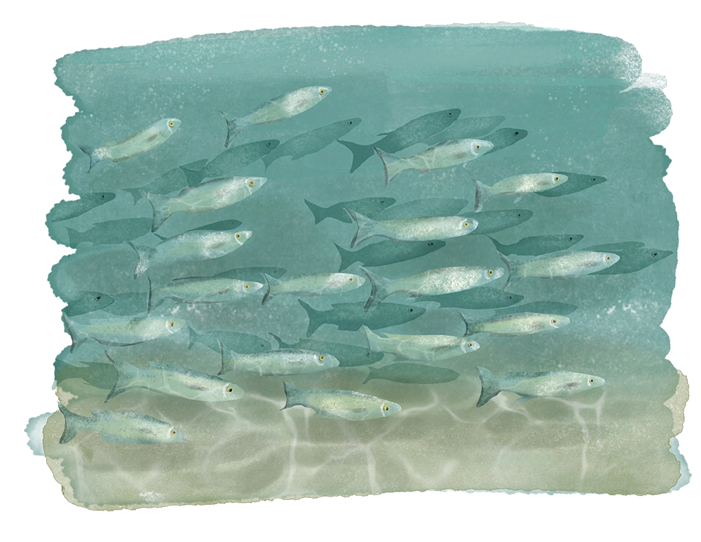 Why Mullet is Making Its Way Back on the Menu 6 Illustration of mullet