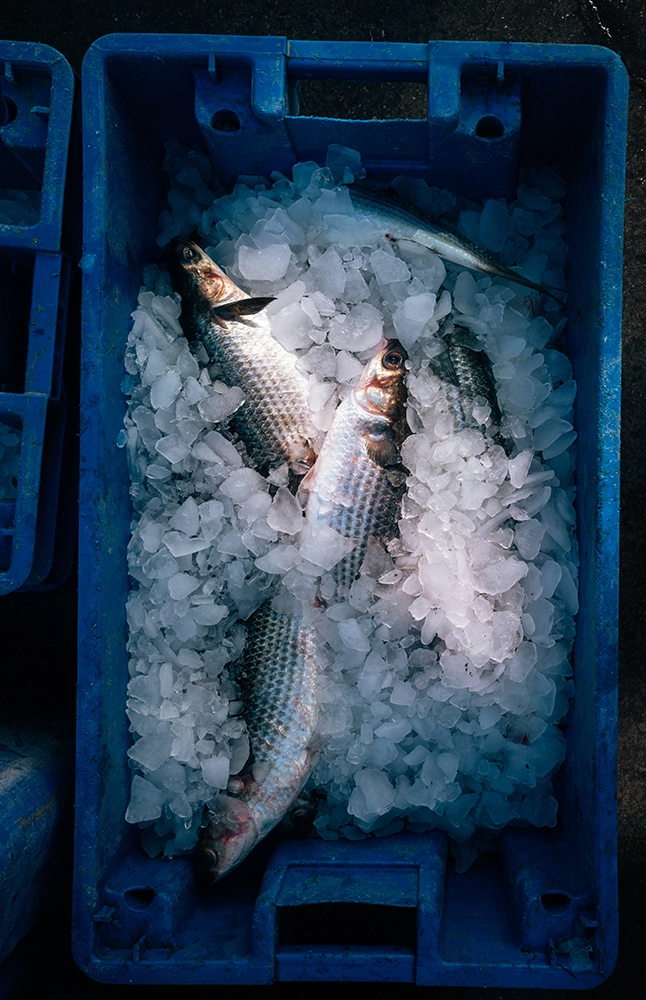 Why Mullet is Making Its Way Back on the Menu 3 Mullet on ice