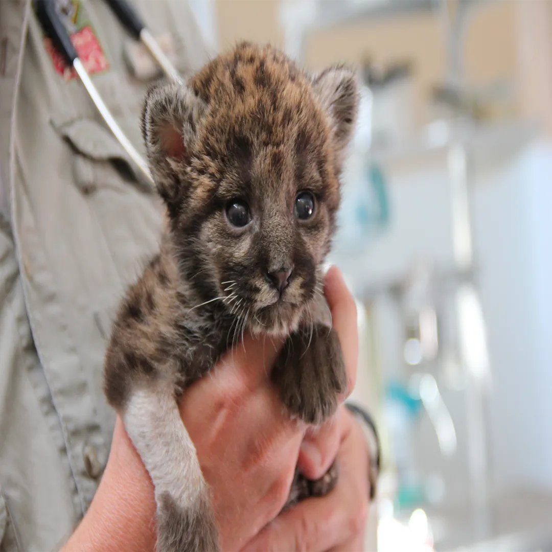 A Florida panther kitten.