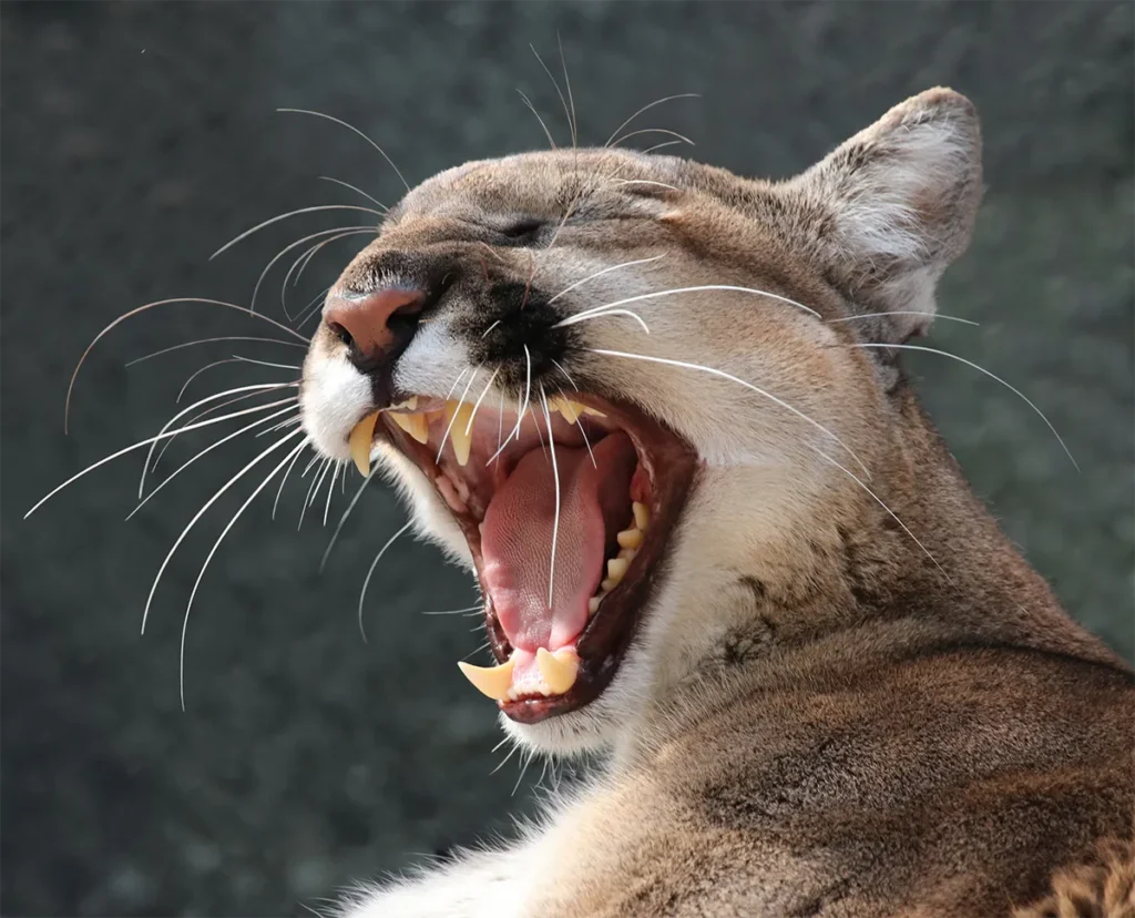 Inside the Work of the Fish & Wildlife Foundation of Florida 2 A Florida panther.