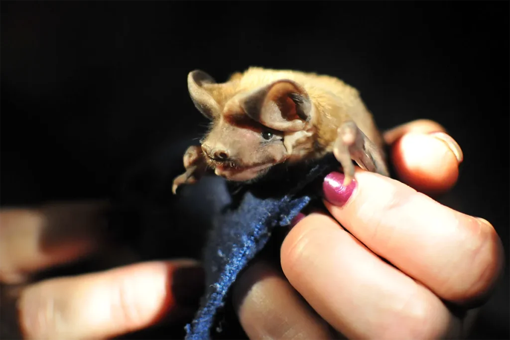 Inside the Work of the Fish & Wildlife Foundation of Florida 1 A bat.