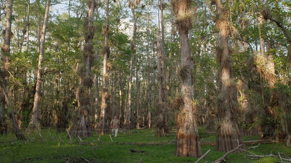 'River of Grass' is Retold in a New Documentary 3 Cypress scene from River of Grass