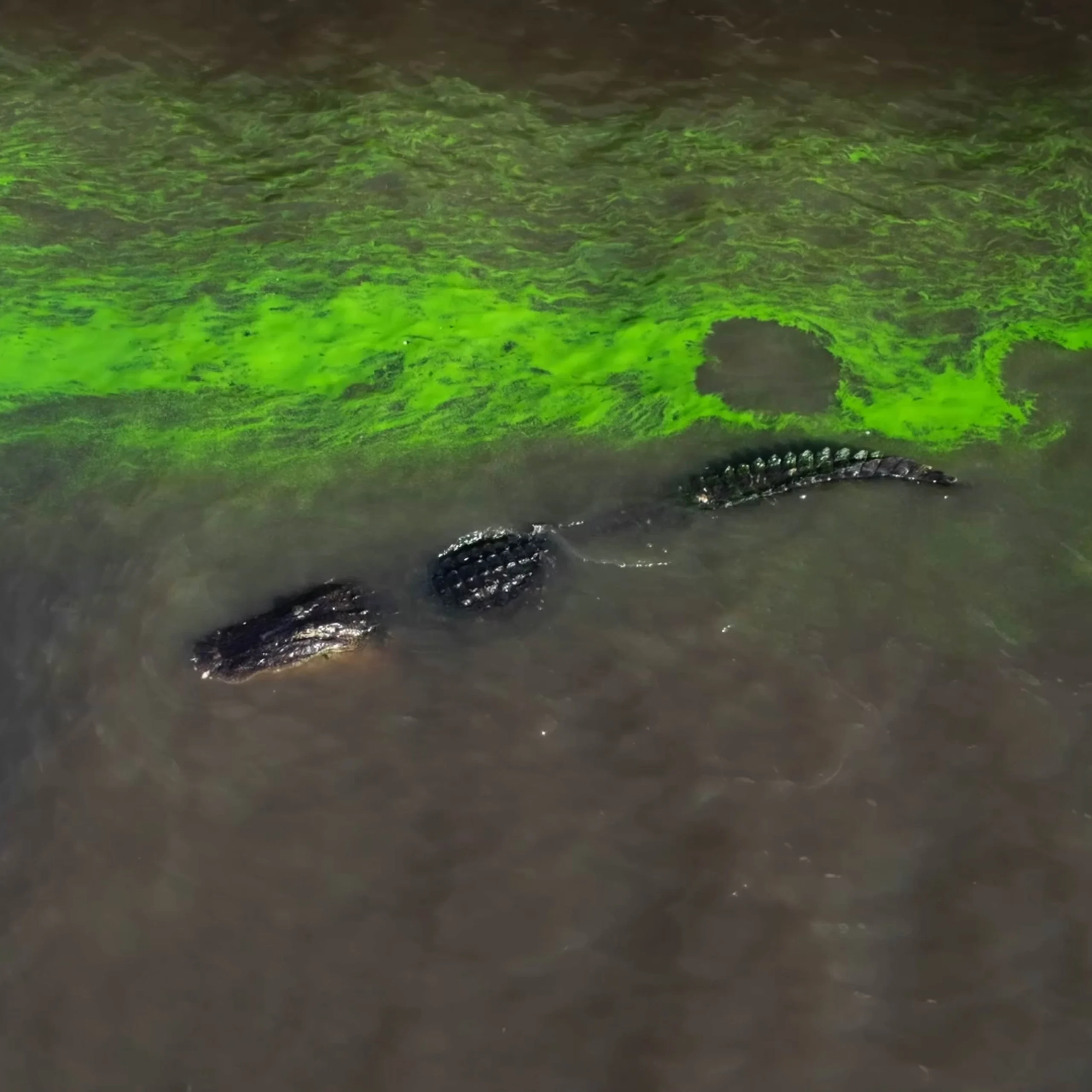 'River of Grass' is Retold in a New Documentary 6 Flamingo ROGgator 2025 scaled