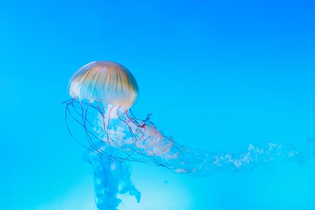 12 New Statewide Openings This Winter 4 A sea nettle.