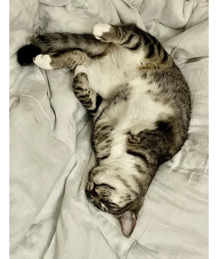 Meet Florida's Favorite Pets 6 IMG 0235 1