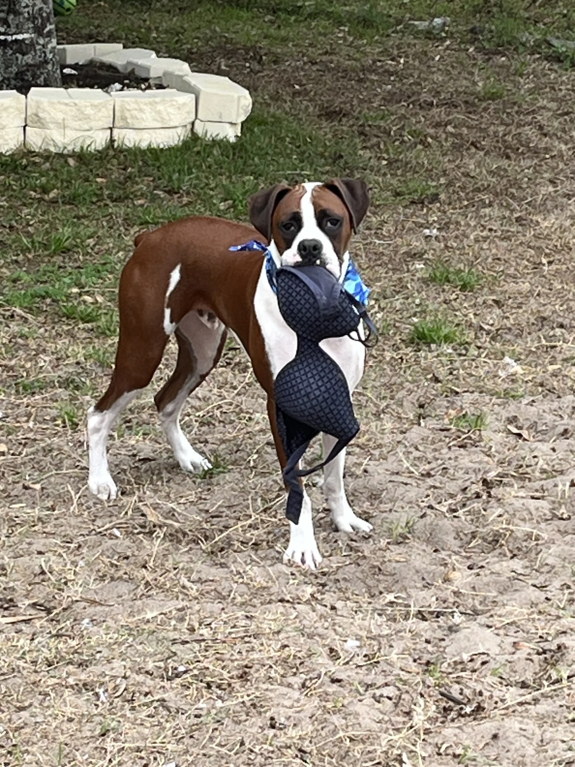 Meet Florida's Favorite Pets 12 IMG 2303 1 scaled