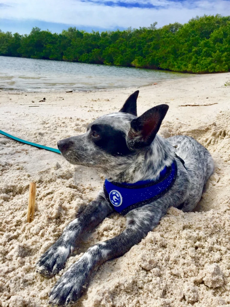 Meet Florida's Favorite Pets 7 IMG 3240 1