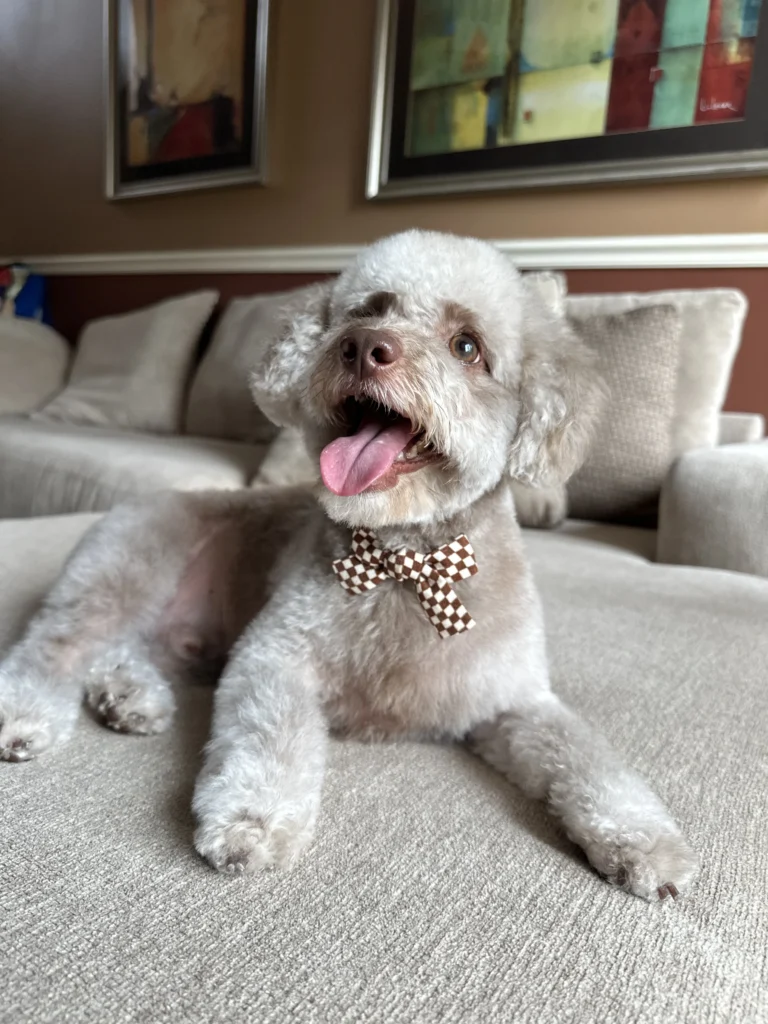 Meet Florida's Favorite Pets 3 IMG 3791