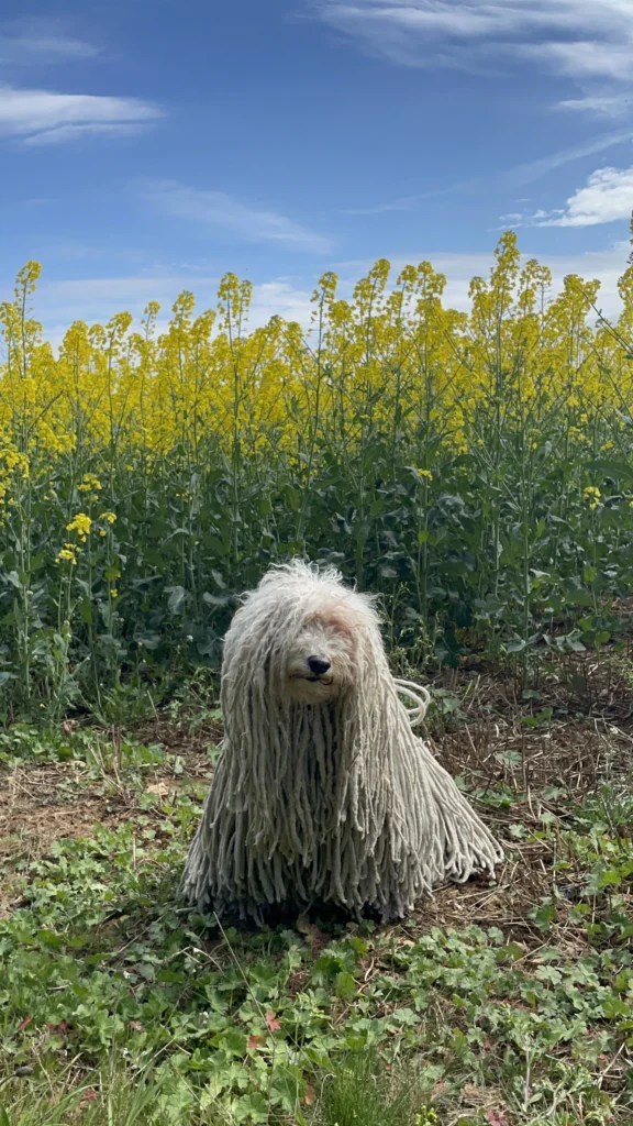 Meet Florida's Favorite Pets 9 IMG 8675 2