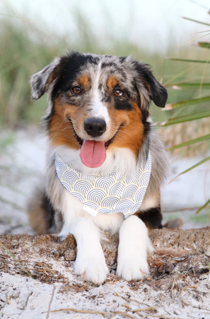 Meet Florida's Favorite Pets 1 Florida's favorite pet 2025