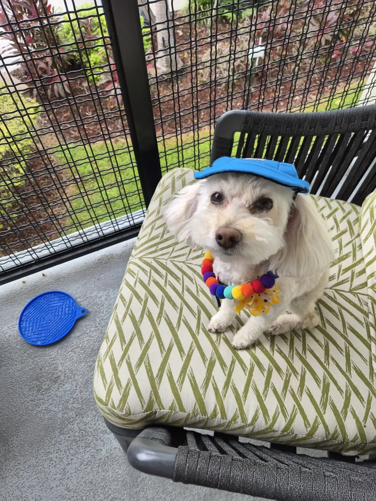 Meet Florida's Favorite Pets 11 inbound1129821644477061718 2