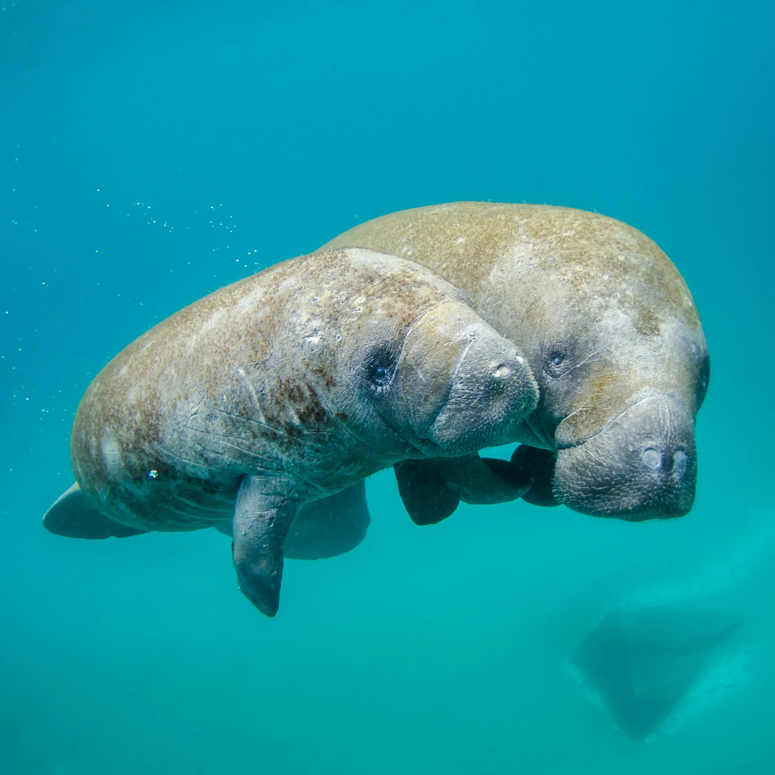 Credit NOAA copy featured flamingo scaled
