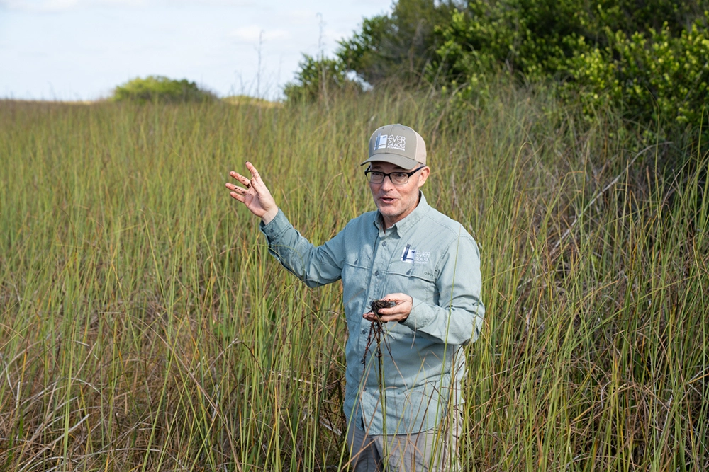 Restoring the River of Grass: What 25 Years of Work Has Revealed 2 Steve Davis