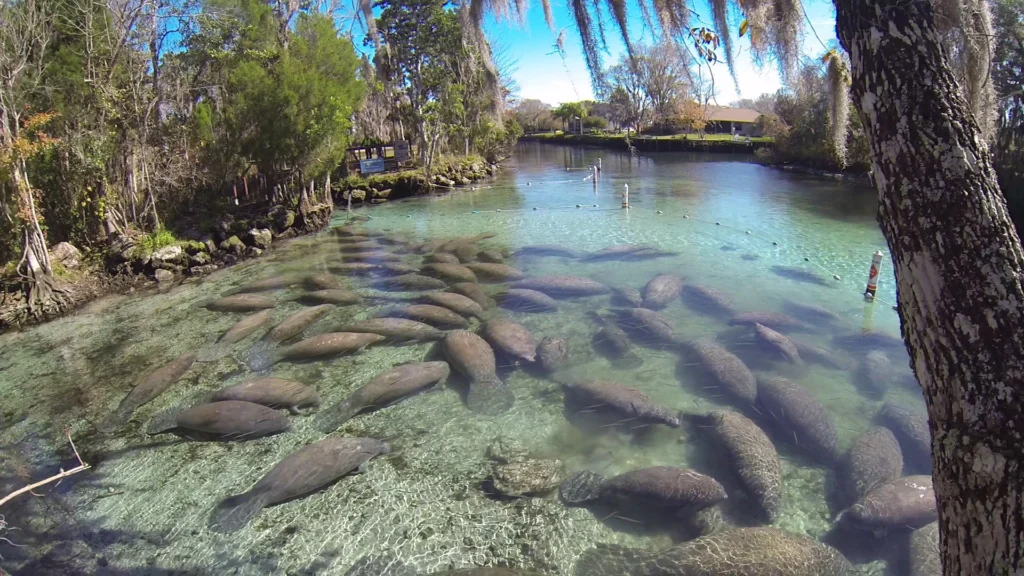Manatees gather in Crystal River