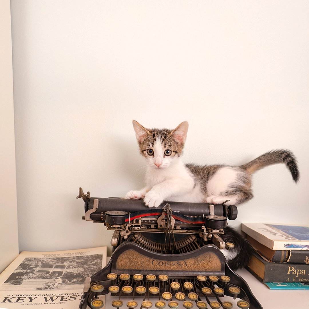 Flamingo KeyWestCat 2026