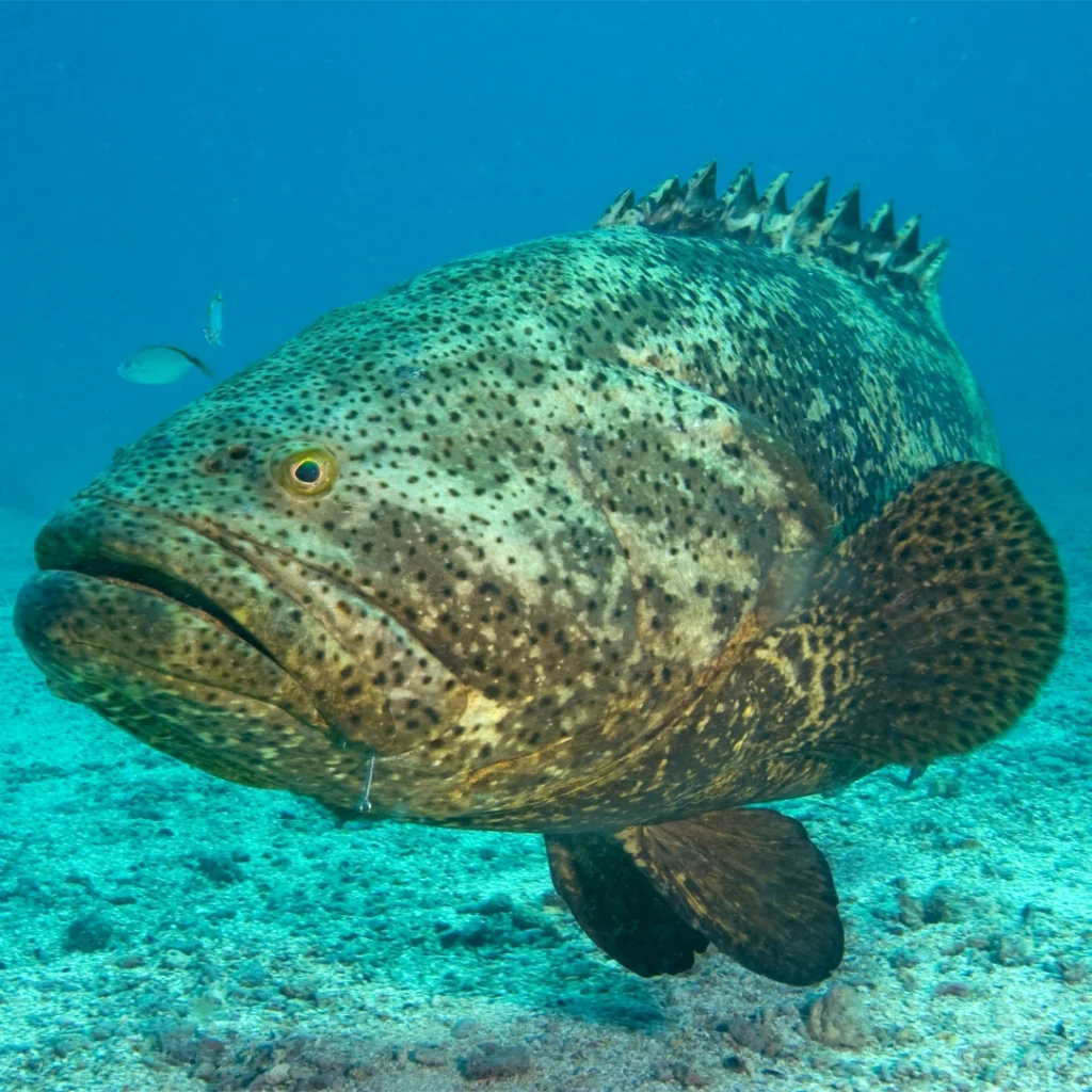 Flamingo MyFlorida 2026 5