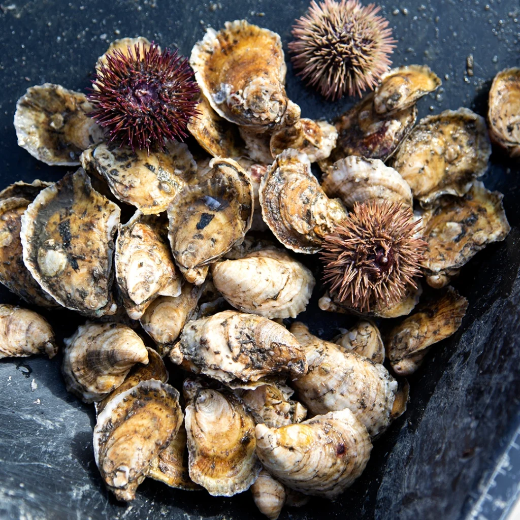 The 5-Year Apalachicola Oyster Ban Is Lifted 2 oysters in Apalachicola Bay