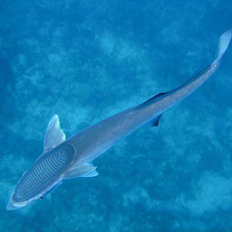 Flamingo Remora 2026