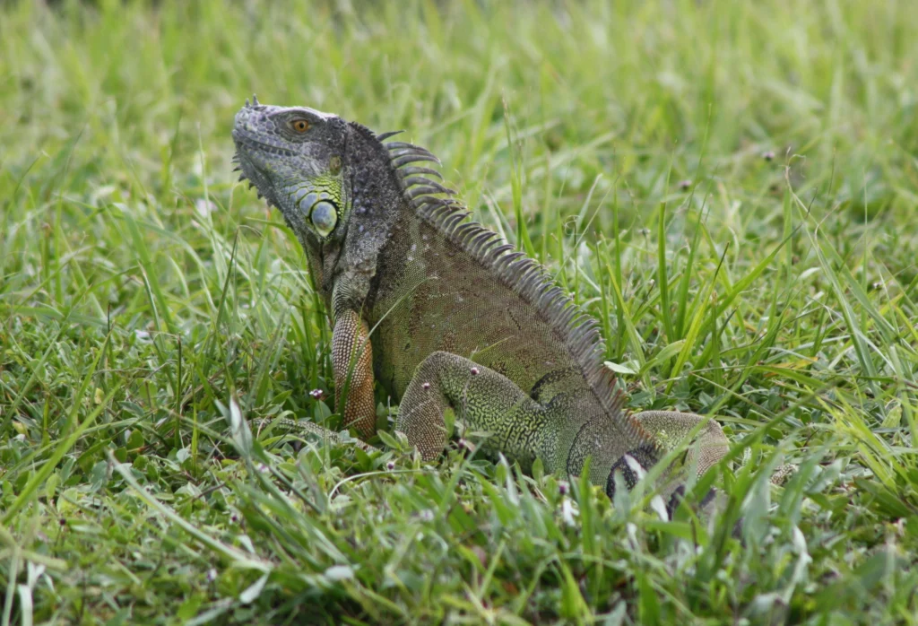 Iguana lounging in Florida