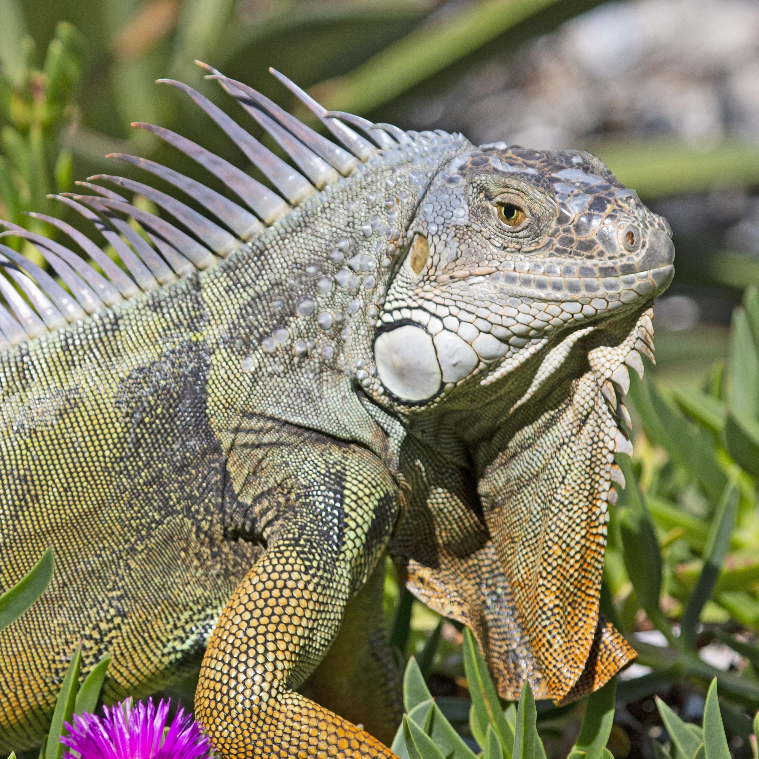 iguana featured Flamingo 2026 scaled