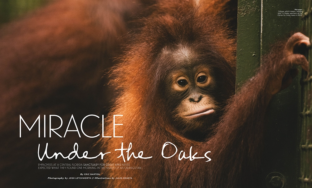 Miracle Under the Oaks