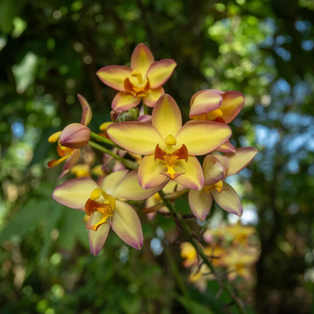 ground orchid at Naples Botanical Garden