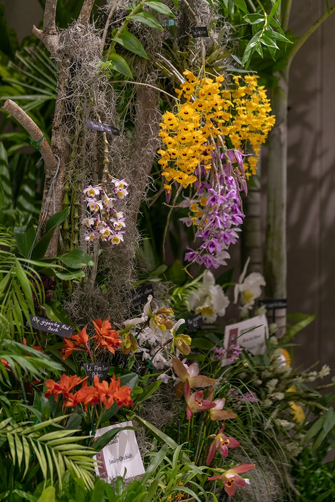 Orchids