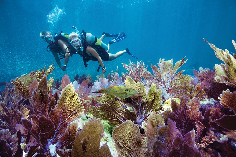 Elevate Your Adventure in the Florida Keys & Key West 4 scuba diving in the Florida Keys