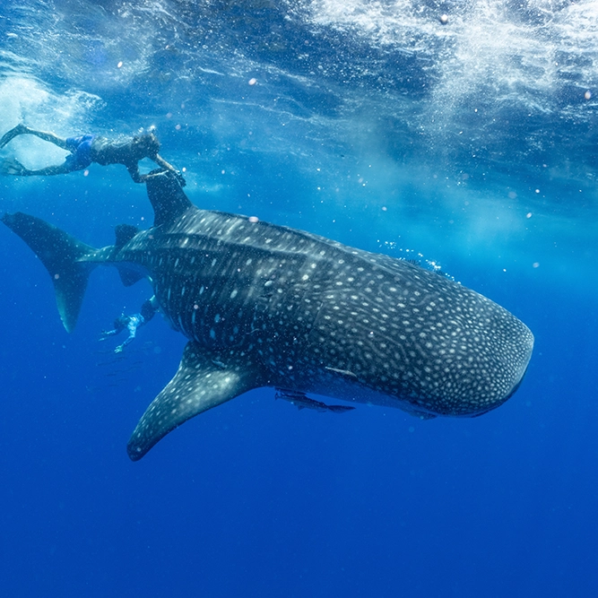 Flamingo WhaleSharkSquare 2026