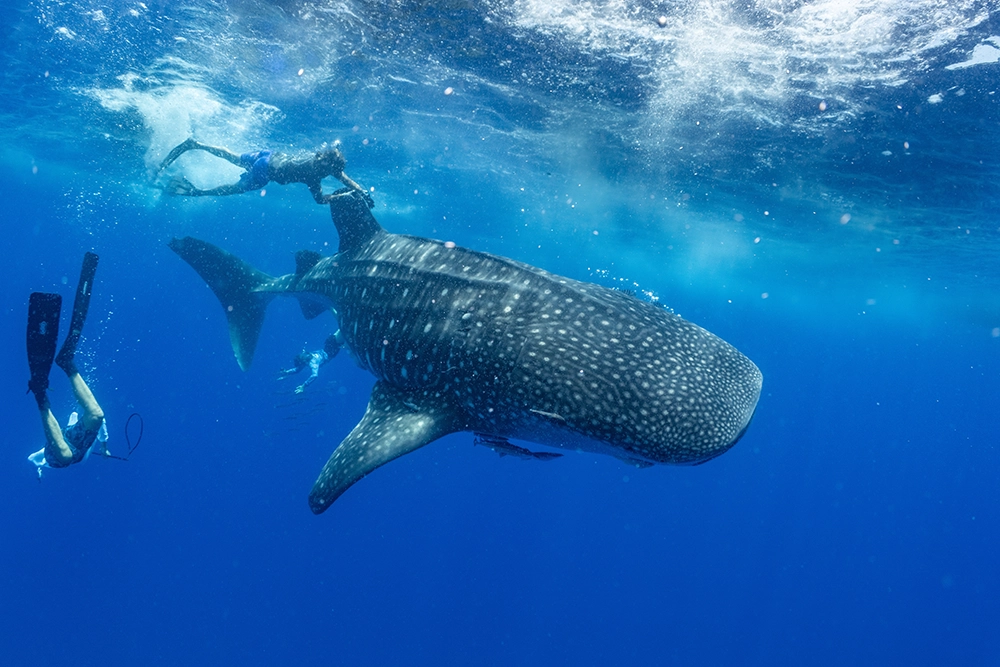Carlton Ward Jr. Explores Florida's Wilderness Coast 2 whale shark by Carlton Ward Jr.
