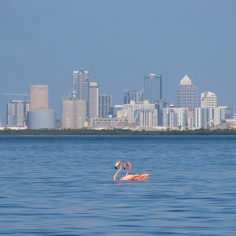 Flamingo flamingoessquare 2026