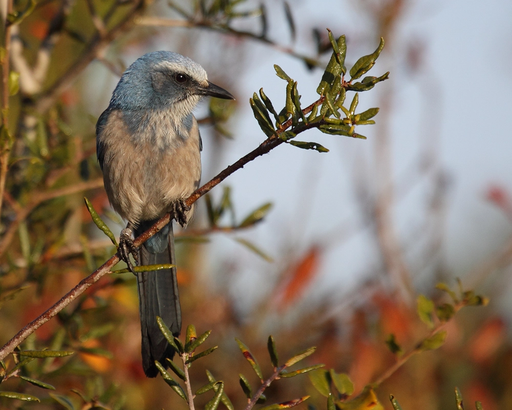 scrub jay
