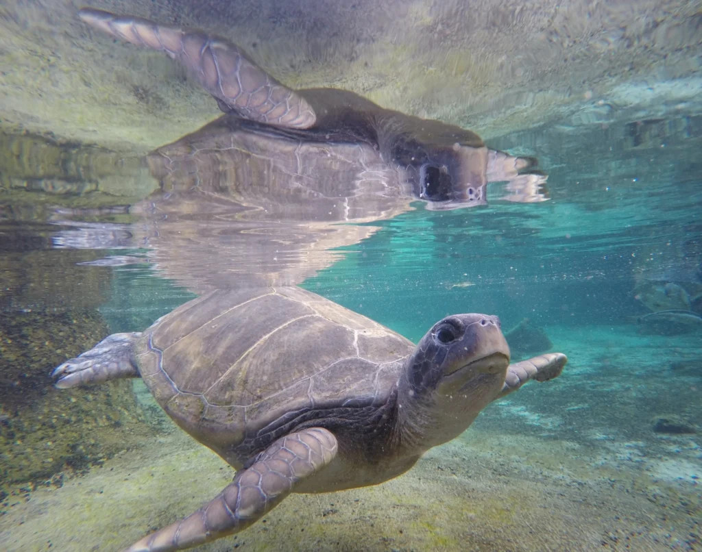 A rescued green sea turtle in Martin County