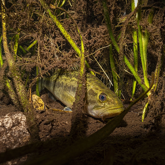 Flamingo BassSquare 2026