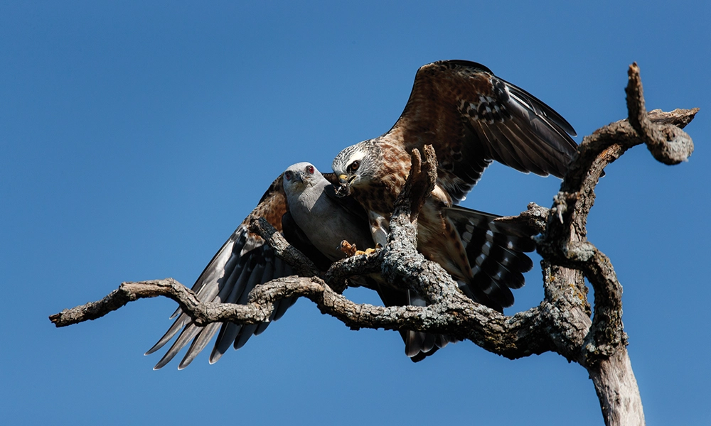Mississippi kite
