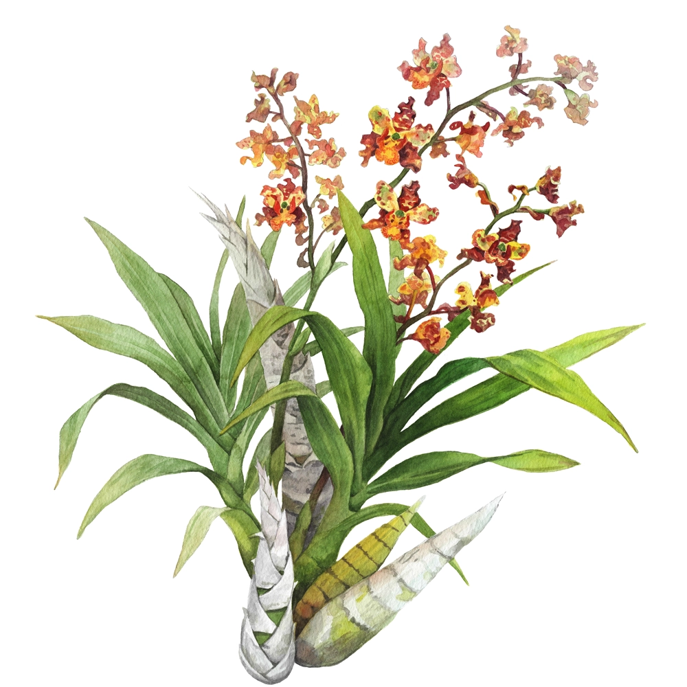 The cigar orchid, Cyrtopodium punctatum. Illustration courtesy of Kim Heise.